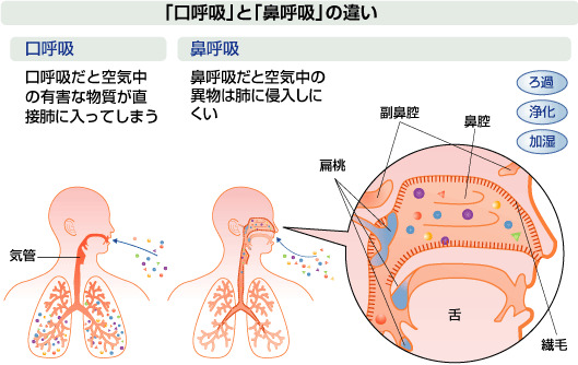 口呼吸と鼻呼吸の違い