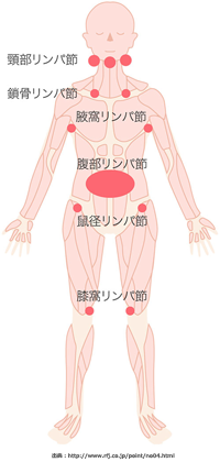 主要なリンパ節